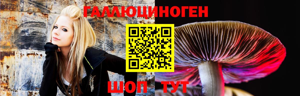 Усть-Джегута  Псилоцибиновые грибы Cubensis  Вход с VPN 